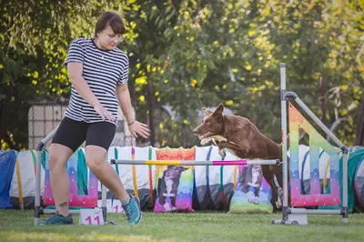 Kenzawana- treningi agility dla psów